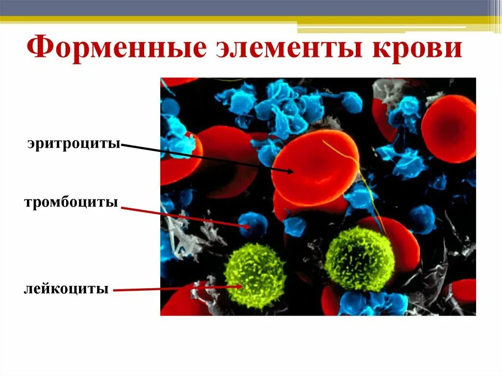 Форменные элементы крови. Форменные элементы. Элементы крови с ядрами