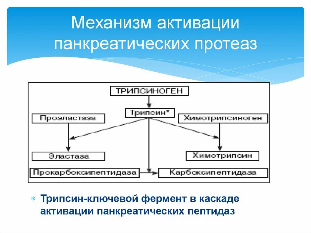 Активация ферментов поджелудочной железы. Механизм активации протеолитических ферментов. Механизмы активации протеолитических ферментов кишечного сока. Механизм активации ферментов ЖКТ. Механизм активации протеолитических ферментов ЖКТ.