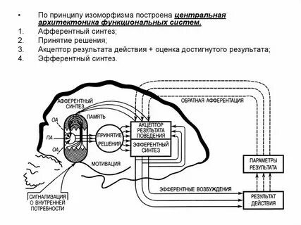 Функциональная система мозга