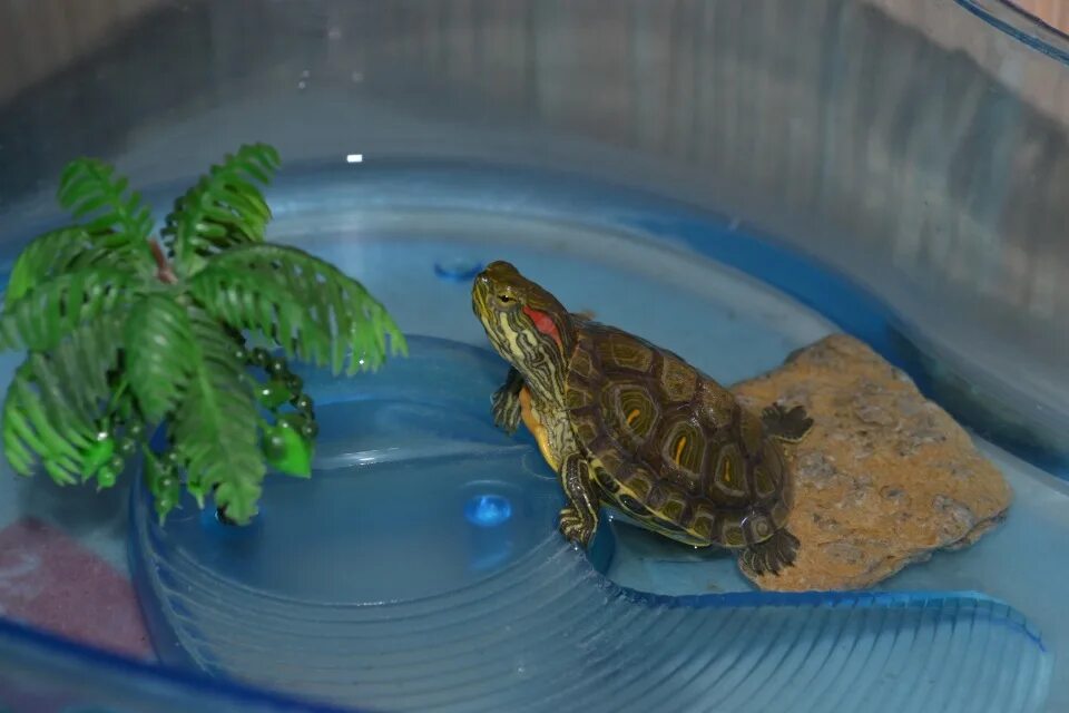 Черепашка красноухая маленькая. Красноухая черепаха маленькая. Аквариумная черепаха красноухая. Аквариумные Черепашки красноухие. Куплю водных черепах