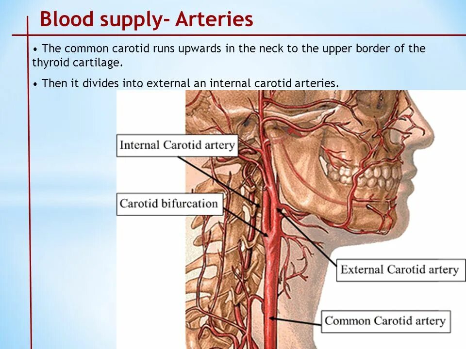 Уровень бифуркации общей сонной артерии. Бифуркация сонной артерии. Бифуркация наружной сонной артерии. Бифуркация общей сонной артерии располагается на уровне. Где находится сонная артерия у женщин