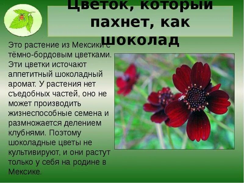Доклад растения животных. Интересные факты о растениях. интересные факты о цветах и растениях. удивительное растение доклад. рассказ о интересном растении.