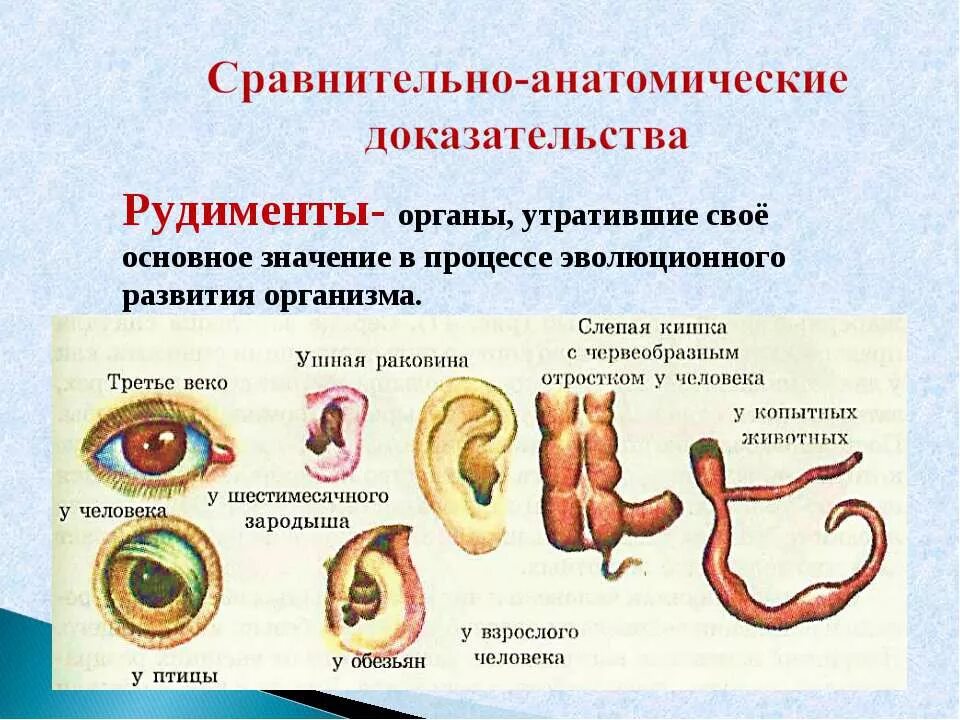 Что такое рудименты. Сравнительно-анатомические доказательства эволюции. рудименты сравнительно-анатомические доказательства. сравнительно-анатомические доказательства эволюции рудименты. срвнительноанотомические.