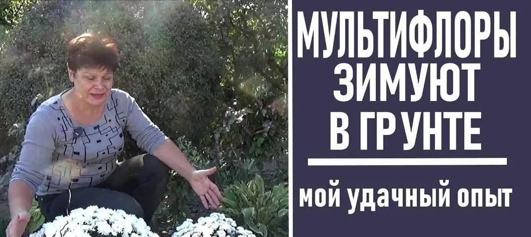 Как зимовать мультифлоре