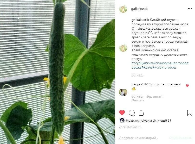 Как формировать пчелоопыляемые огурцы. Огурец китайский жароустойчивый f1. китайский огурец теплице. огурцы растут. сорт длинных огурцов.