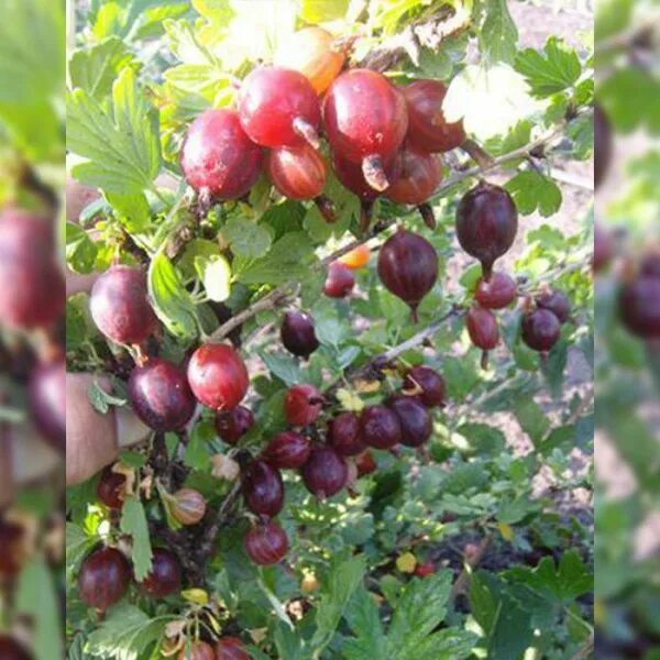 Крыжовник консул. Крыжовник финик. Крыжовник сорт финик. Крыжовник финик. Крыжовник финик.