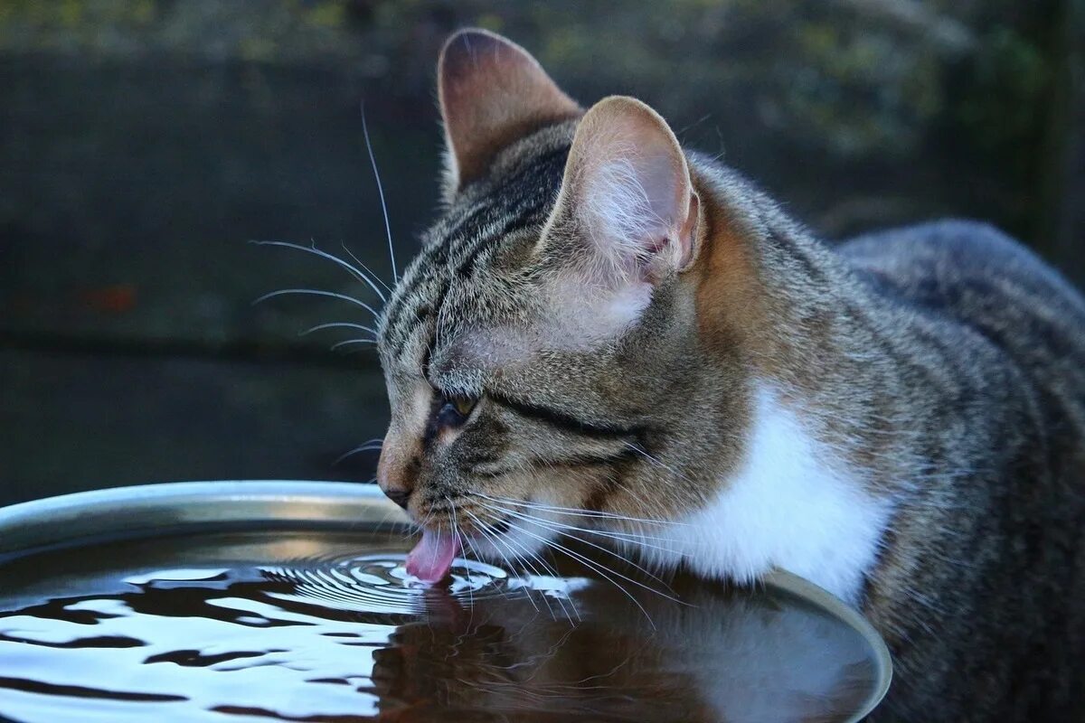 Кошка часто пьет воду