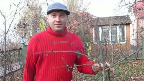 Обрезаем грушу видео