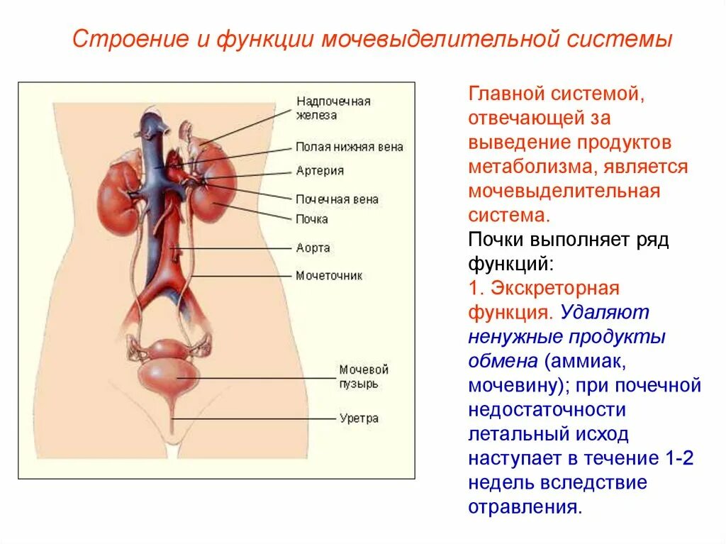 Какие органы относятся к мочевыводящим органам