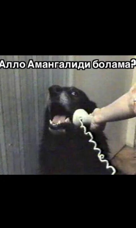 Yes this is Dog. Hello Yes this is Dog. Собачка подписка Мем. Dog Boss Мем.