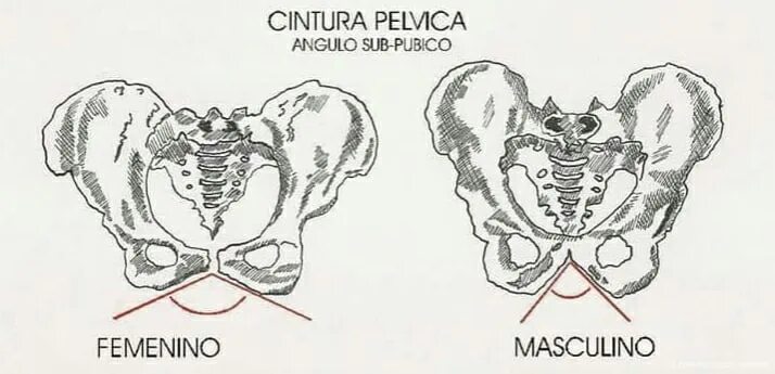 Мужской и женский таз. Отличия мужского и женского таза. Скелет таз женский и мужской. Скелет таза мужчины и женщины. Половые различия женщин