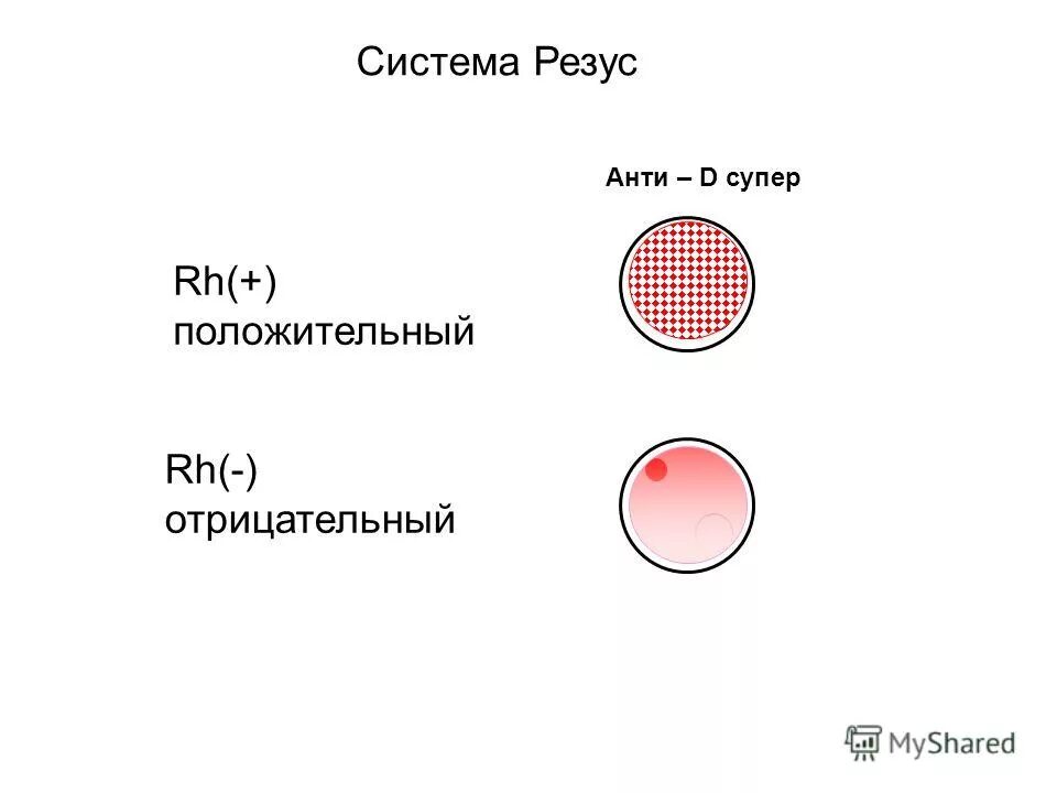 Резус фактор экспресс методом