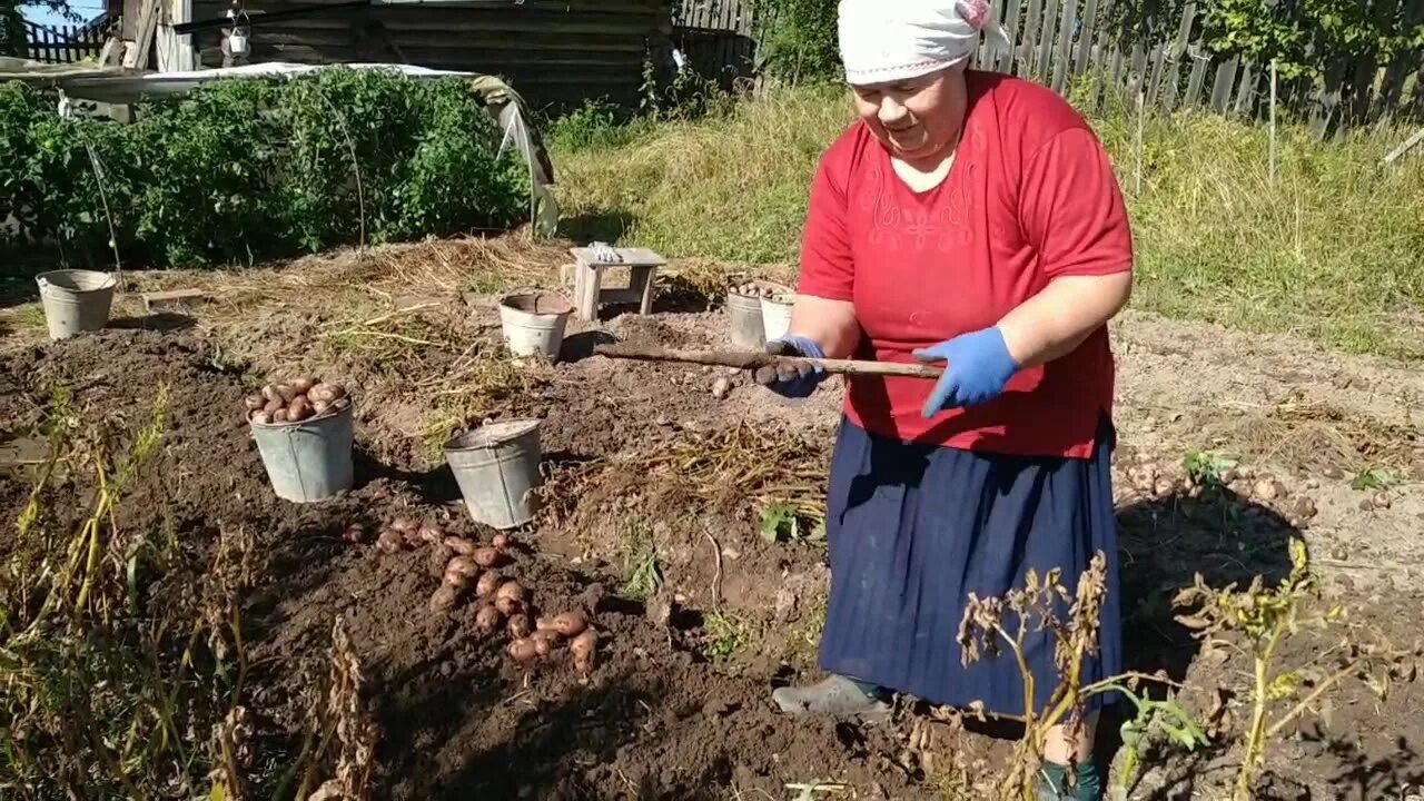 Бабушки собирают картошку. Деревня копать картошку. Копать картошку. После выкопанной картошки. Люди копают картошку.