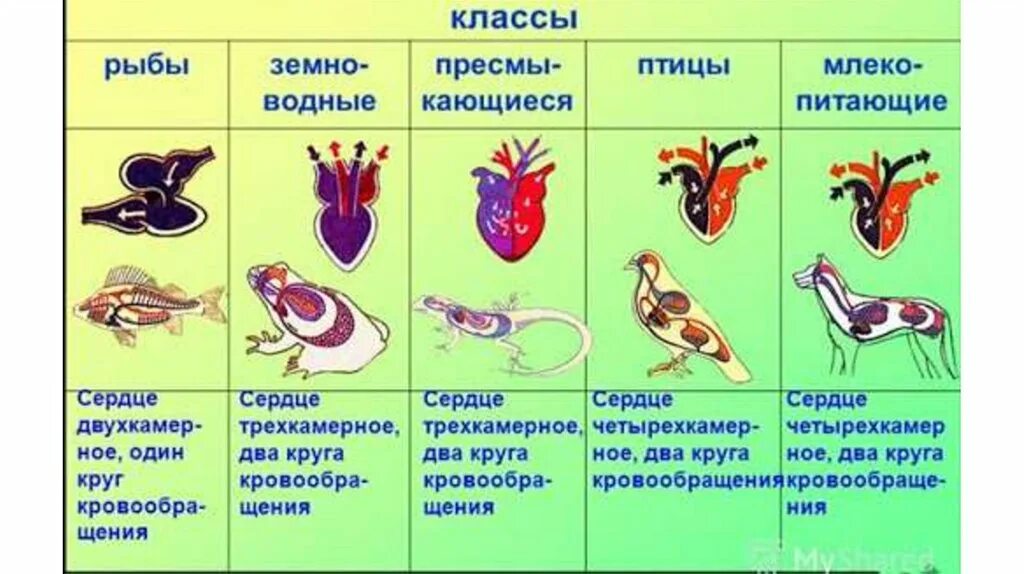 Человек класс хордовых. Схемы кровеносносной системы позвоночных. эволюция кровеносной системы позвоночных животных. строение кровеносной системы хордовых животных.