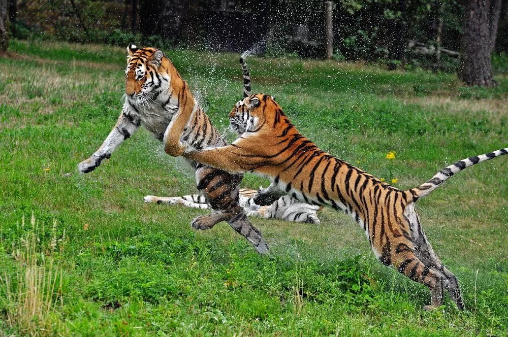 Тигр в движении. Амурский тигр в движении. Тигр бежит. Тигрица в движении.