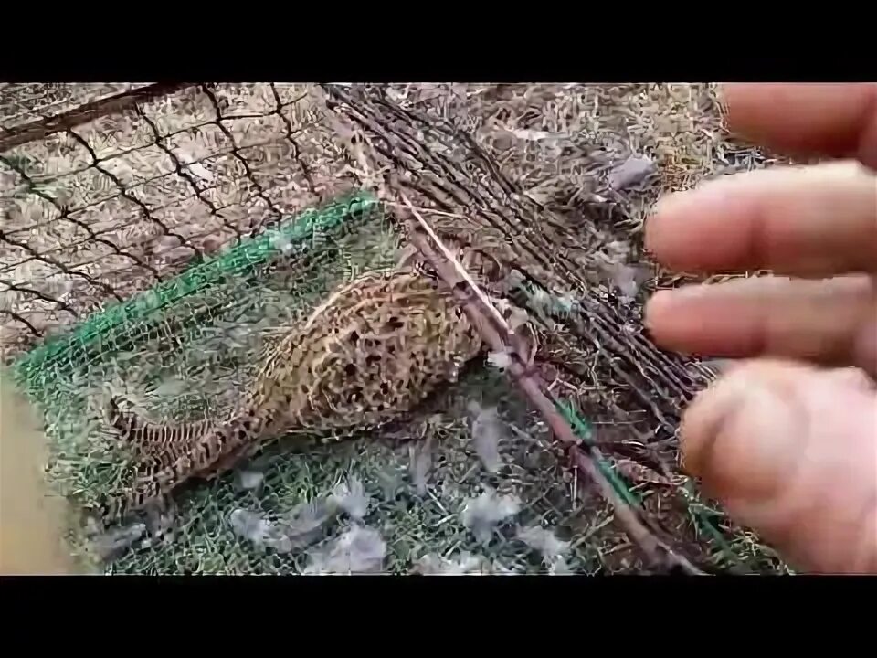 Чертежи ловушки фазана. ЛОВУШКА на фазана Фаэтон. Ловля фазана. ЛОВУШКА на фазана. Ловля фазана на ловушки