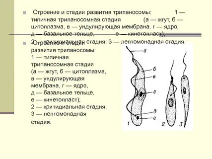 Кинетосома это