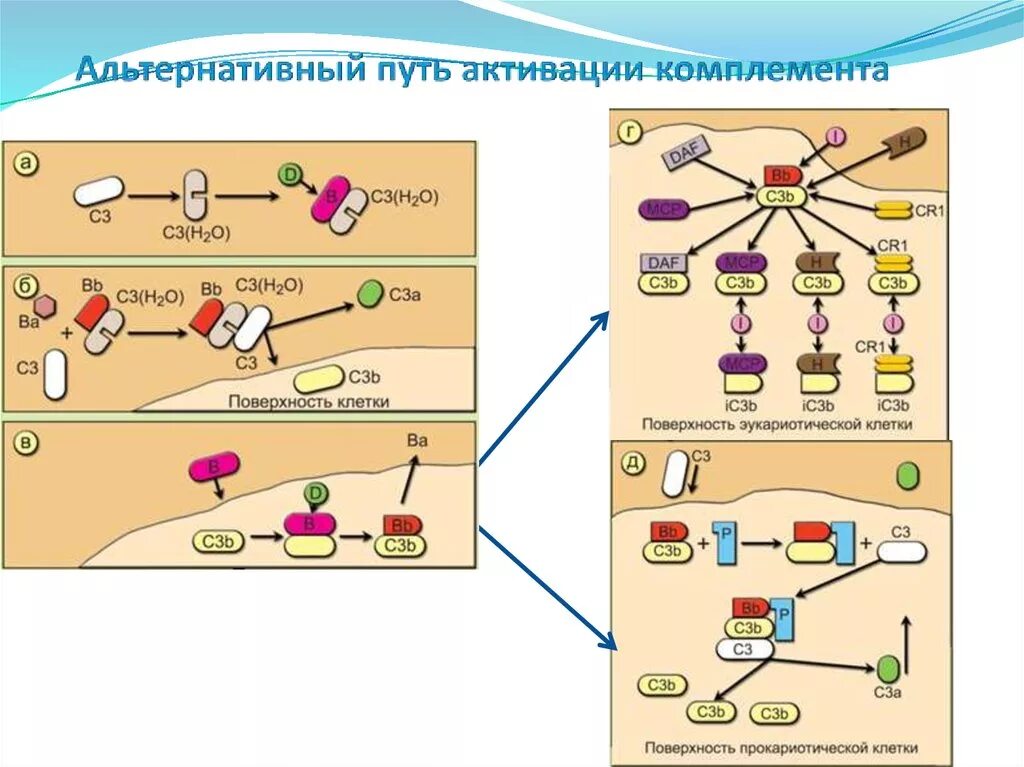 Схема активации комплемента. Схема активации комплемента по альтернативному пути. 3 Пути активации комплемента микробиология. Пути активации комплемента иммунология схема. Альтернативный путь комплемента иммунология.