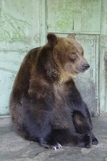 Bear dying