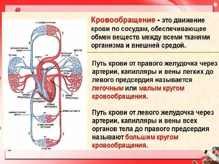 Последовательность прохождения по кровеносной системе