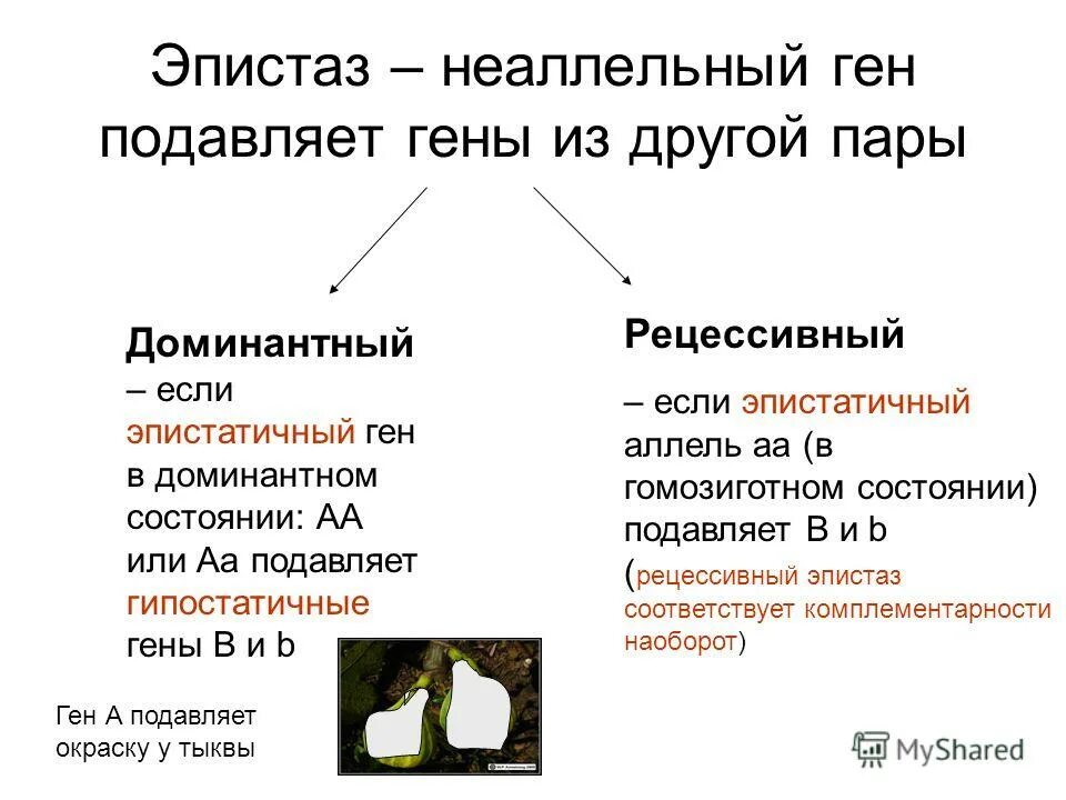 Эпистаз неаллельных генов. Взаимодействие неаллельных генов комплементарность эпистаз. Эпистаз расщепление. Расщепление по фенотипу 2 закон менделя. Эпистаз бомбейский феномен.