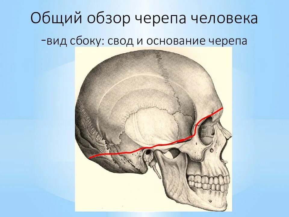 Основание черепа где. Свод черепа сбоку. Свод черепа и основание черепа. СВОТ И основание черепа. Свод и основание черепа анатомия строение.