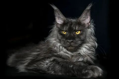 Maine coon
