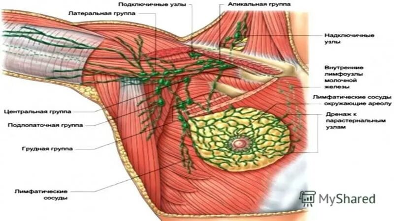 жировая клетчатка молочной железы