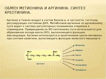 Особенности обмена и роль аргинина