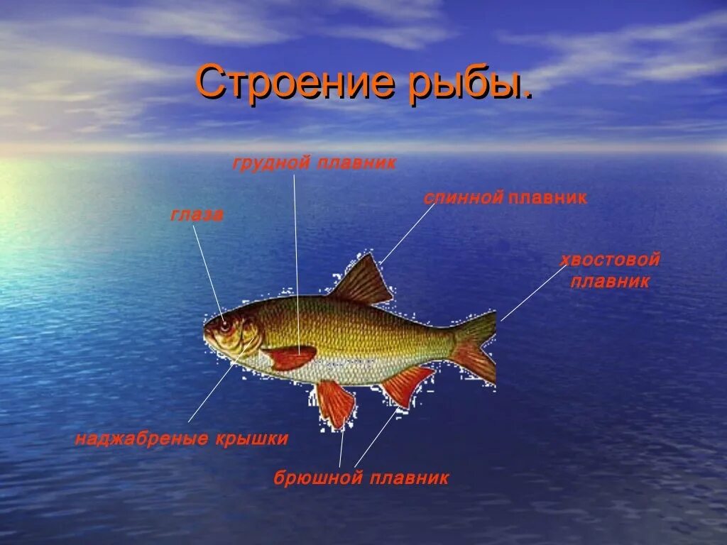 Спинной плавник у рыб. Строение рыбы. Внешнее строение рыбы. Строение рыбы для дошкольников. Строение плавника рыбы.