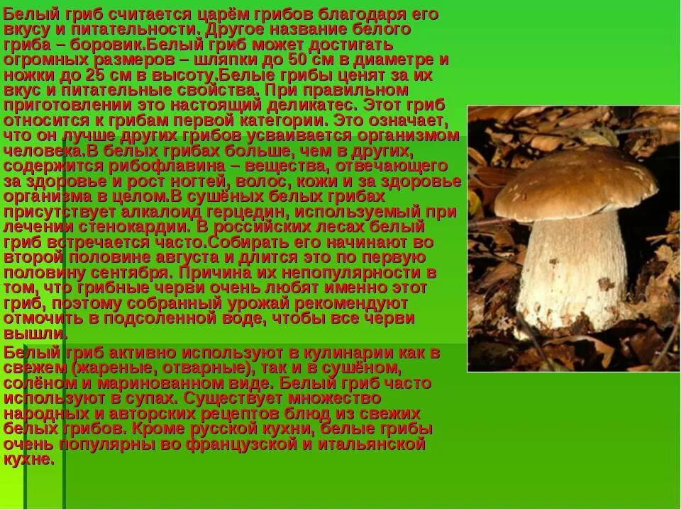 Грибная пора диктант. Доклад о грибе белый гриб. Сообщение о белом грибе. Доклад про грибы. Белый гриб доклад.