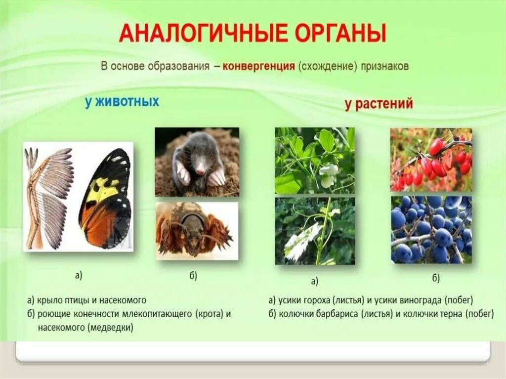 Гомологичные и аналогичные органы конвергенция дивергенция. Аналогичные и гомологичные органы дивергенция и конвергенция. дивергенция и конвергенция егэ биология. аналогичные органы 2) гомологичные органы.
