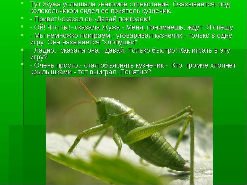 как слышит кузнечик. кузнечик 1 класс. задние конечности кузнечика. кузнечик коричневый. кузнечик презентация.