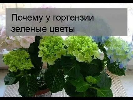 Почему зеленеют цветы