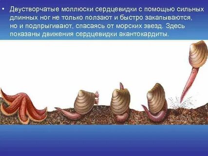 Движение моллюсков