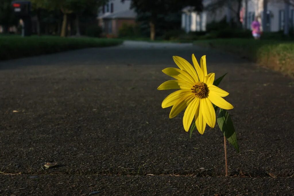 Growing Flowers. A Flower growing out of Concrete. Flowers with grown Grain. Just like a Flower i’ll grow on you.