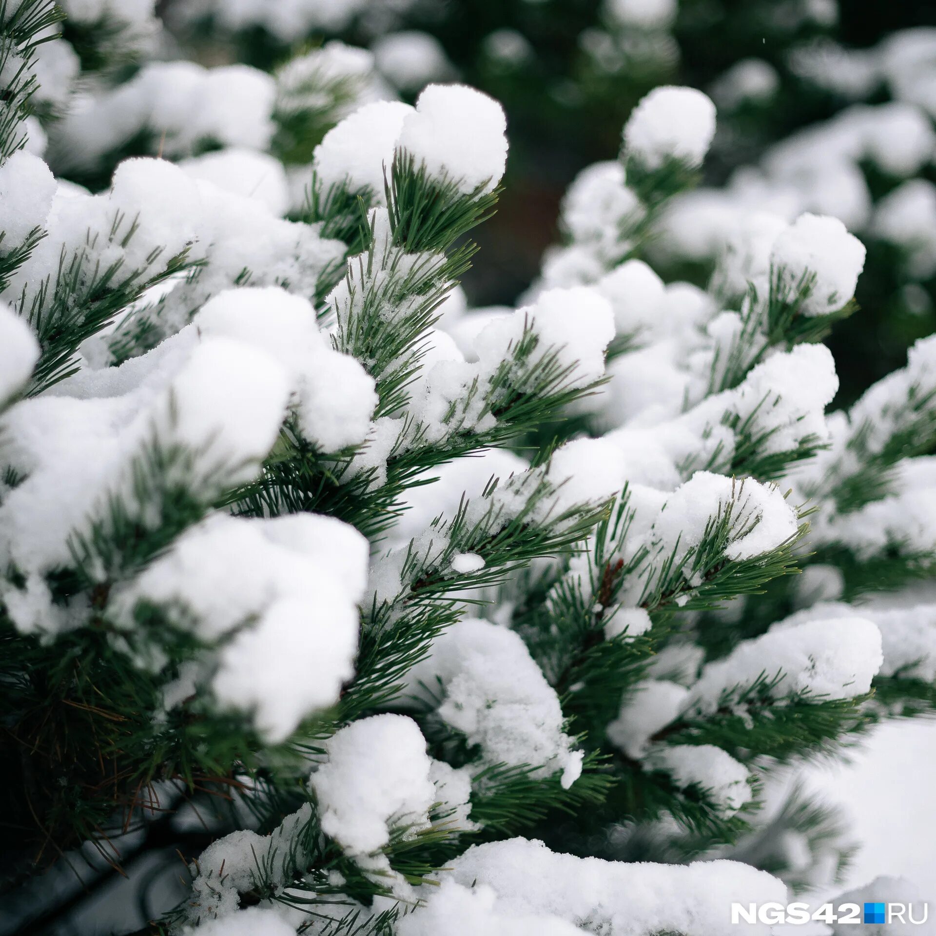 Скачать обои зима, снег, елка, winter, snow, spruce, frost, fir tree, раздел при