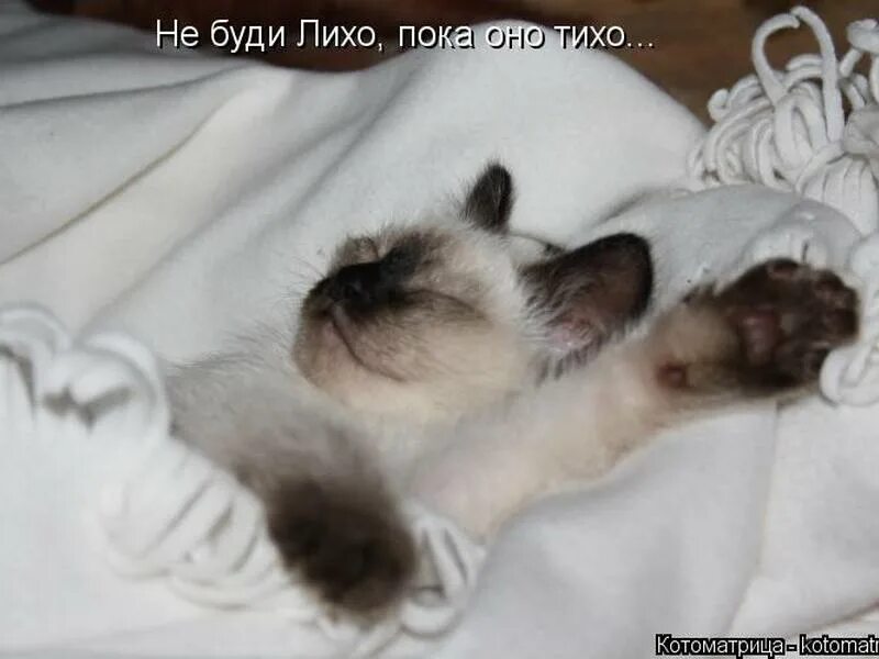 Потом спать хочу. Открытка как спалось. Я посплю. Весёлая картинка для поднятия настроения сплю. Пора спать с котом.