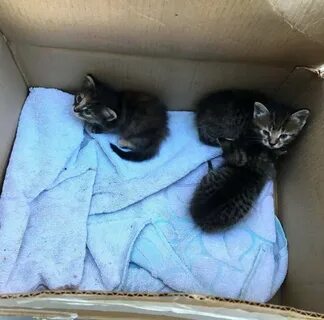 Можно взять кота