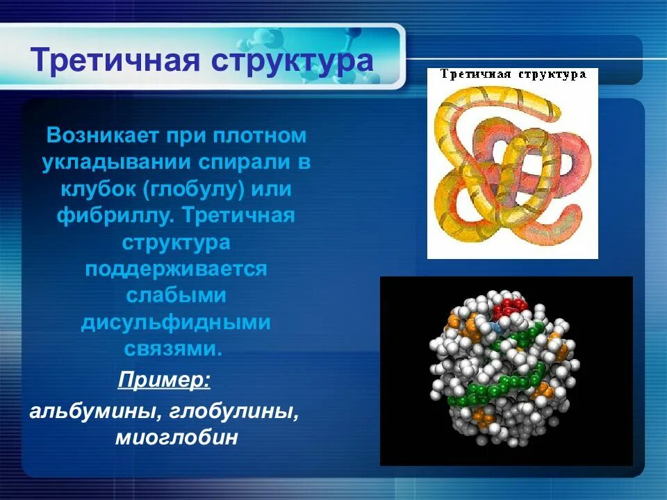 Третичная структура белка данная структура. Третичная структура миоглобина. Третичная структура белка глобула. Третичная и четвертичная структура белка. Миоглобин четвертичная структура.