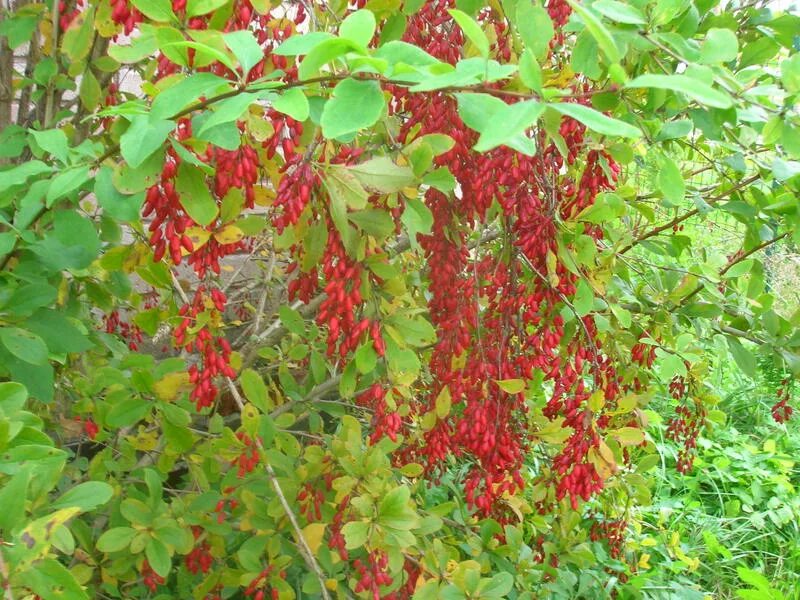 Кусте форум. Кусте форум