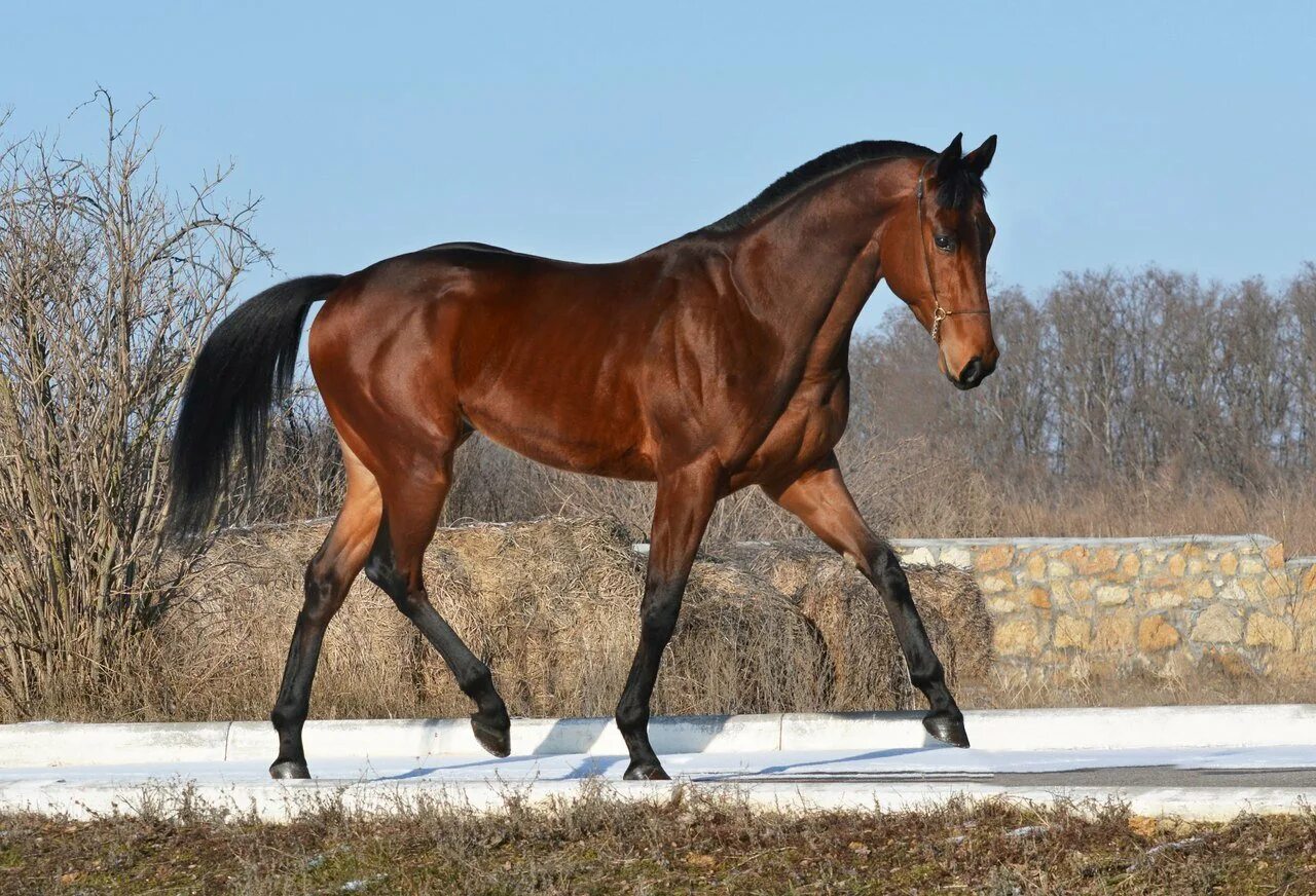 Английская верховая чистокровная порода лошадей. Русская верховая порода вороная. Английская скаковая порода лошадей. Английская верховая чистокровная порода лошадей. Верхова лошадь.