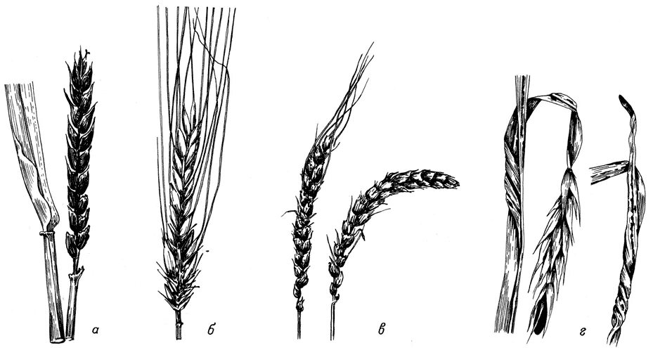 Строение ячменя. Пыльная Головня ржи. Колос пшеницы пораженный устиляго. Твердая Головня овса. Пыльная Головня ячменя.
