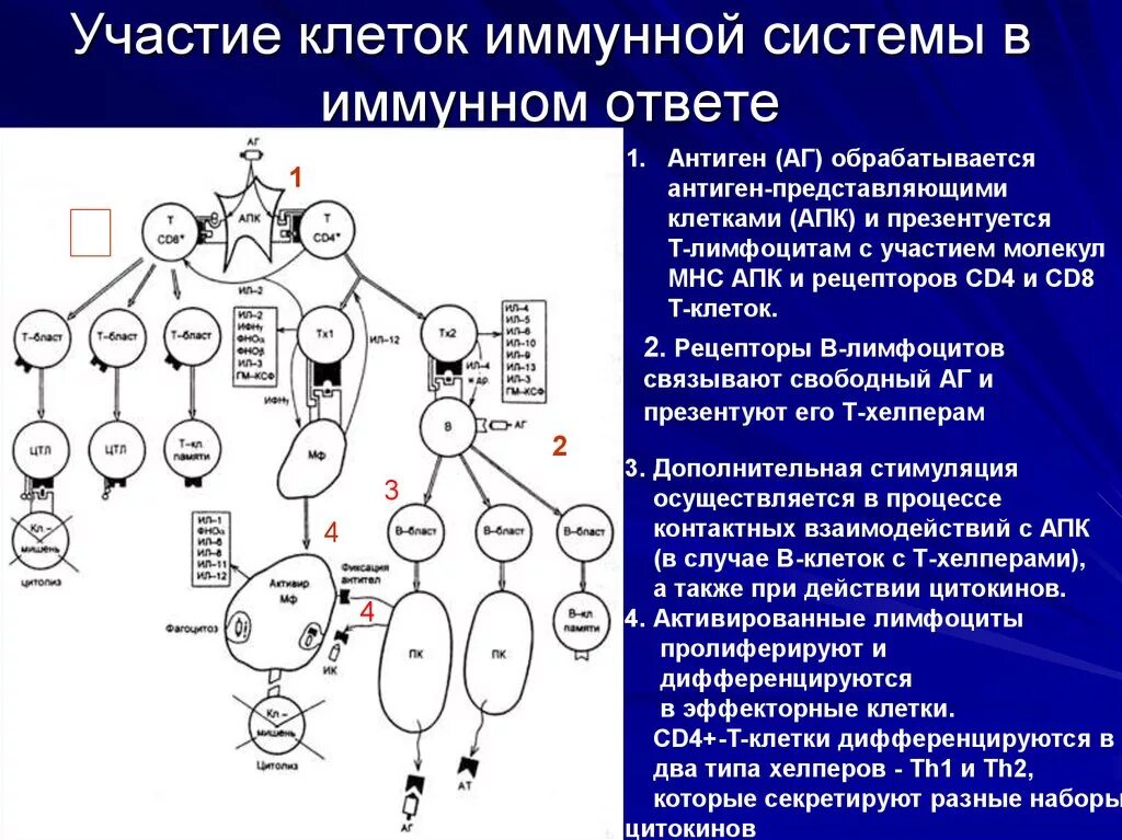 Иммунная система механизм. Механизм взаимодействия иммунокомпетентных клеток. Схема взаимодействий иммунных клеток. Клетки участвующие в клеточном иммунном ответе. Схема взаимодействия клеток в иммунном ответе.