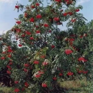 Рябина сорта рубиновая