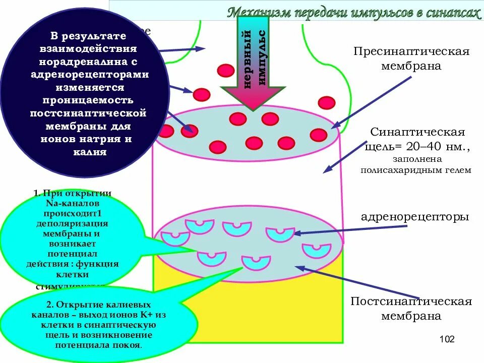 Передача нервного импульса через синапс. Строение синапса механизм передачи импульса. механизм передачи нервного импульса в синапсах. механизм симпатичечкой передачи импульс. медиаторы синаптической передачи.