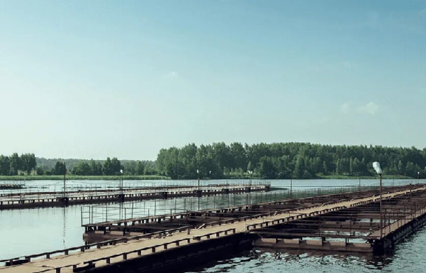 Волгореченск рыбное хозяйство. Волгореченское рыбное хозяйство кострома. Волгореченское рыбное хозяйство кострома. Волгореченское рыбное хозяйство магазин. Рыбхоз волгореченск.