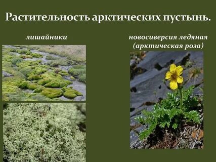 Какие растения растут в арктике