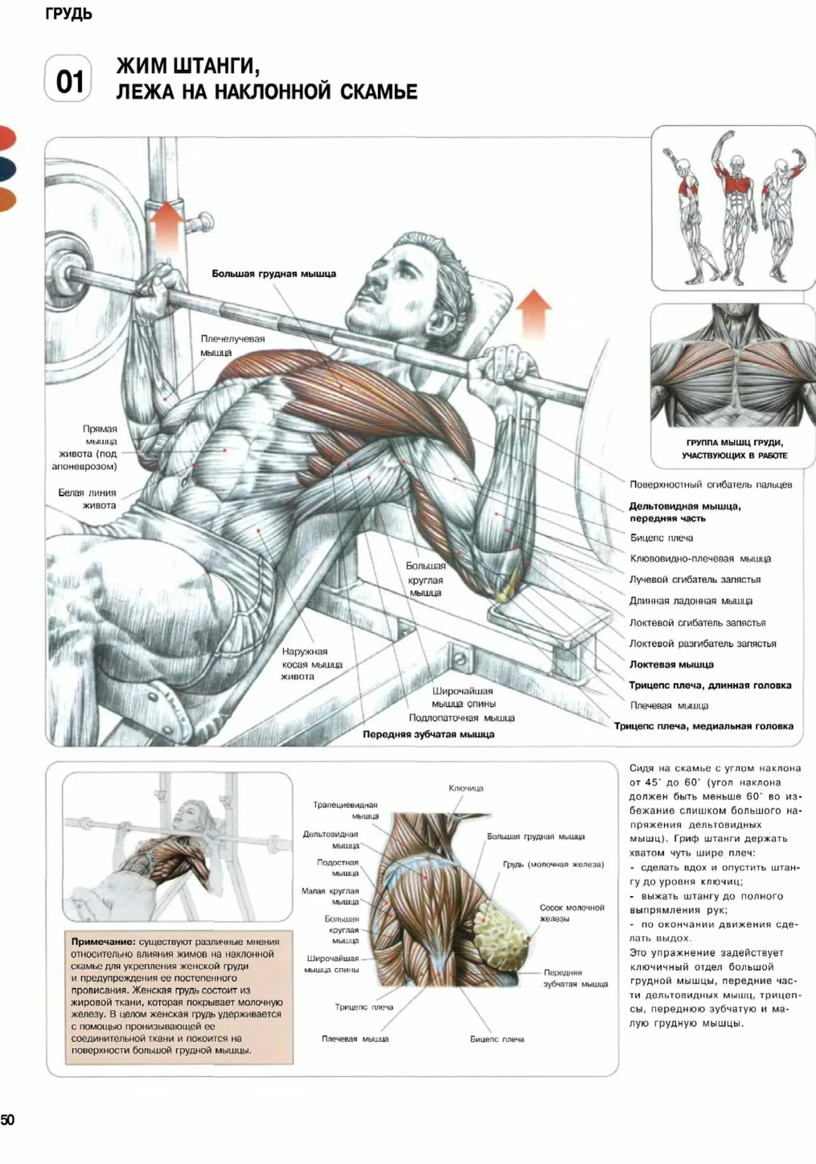 Трицепсовый жим в тренажере сидя. Выполнение силовых упражнений. Упражнения для развития силы. Техника выполнения силовых упражнений в тренажерном зале. Силовая тренировка для презентации.