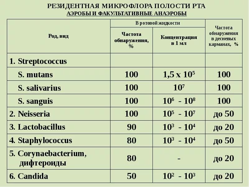 Состав нормальной микрофлоры полости рта. Нормальная микрофлора полости рта микробиология. Основные представители нормальной микрофлоры ротовой полости. Микроорганизмы нормальной микрофлоры полости рта. Сколько бактерий во рту